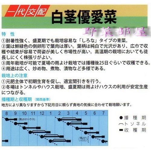 【 萌田種子~】F11 日本白莖優愛菜種子2.2公克(約800粒) , 口感佳~-細節圖2