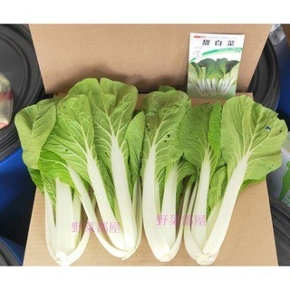 【萌田種子~】F12 甜白菜種子2.4公克(約700粒) , 耐熱性強 , 葉肉厚 , 不易徒長~-細節圖3