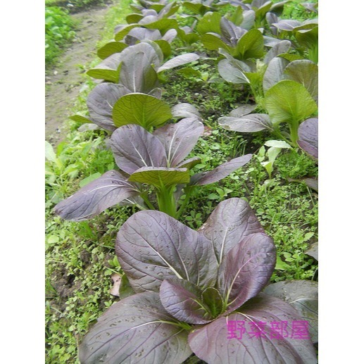 【萌田種子~】F15 紫色小白菜種子1.5公克(約800粒), 紫衣白菜 ,耐抽苔 ,品質佳~-細節圖2