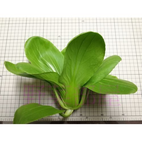 【萌田種子~】F25 日本四季青江菜種子2.9公克(約800粒), 耐熱性強 , 採收快~-細節圖6