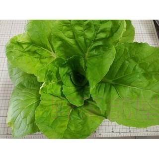 【萌田種子~】F31 蜜雪兒小白菜種子3公克(約800粒) ,生長快 ,抽苔晚~-細節圖2