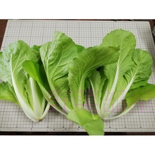 【萌田種子~】F31 蜜雪兒小白菜種子3公克(約800粒) ,生長快 ,抽苔晚~-細節圖3