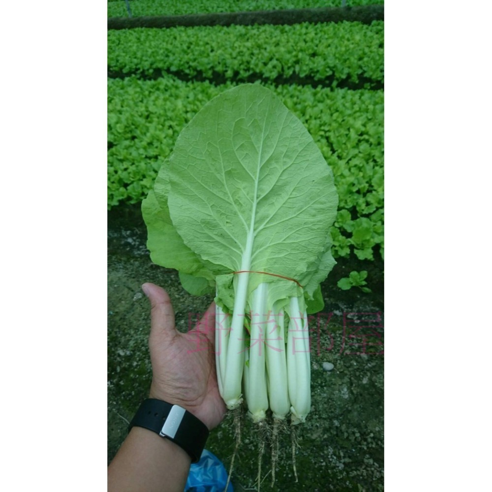 【萌田種子~】F34 時田48號小白菜種子3.4公克(約1000粒), 抗病 , 耐熱 , 耐雨~-細節圖5