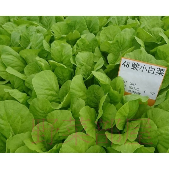 【萌田種子~】F34 時田48號小白菜種子3.4公克(約1000粒), 抗病 , 耐熱 , 耐雨~-細節圖6