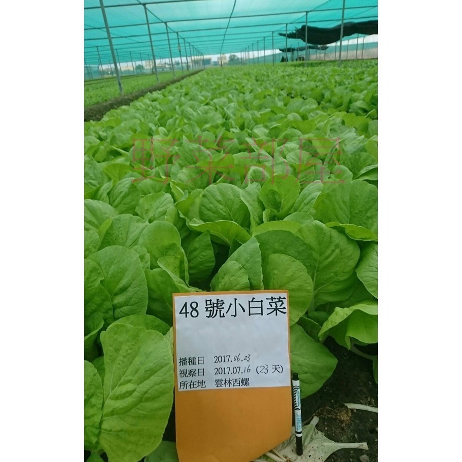 【萌田種子~】F34 時田48號小白菜種子3.4公克(約1000粒), 抗病 , 耐熱 , 耐雨~-細節圖7