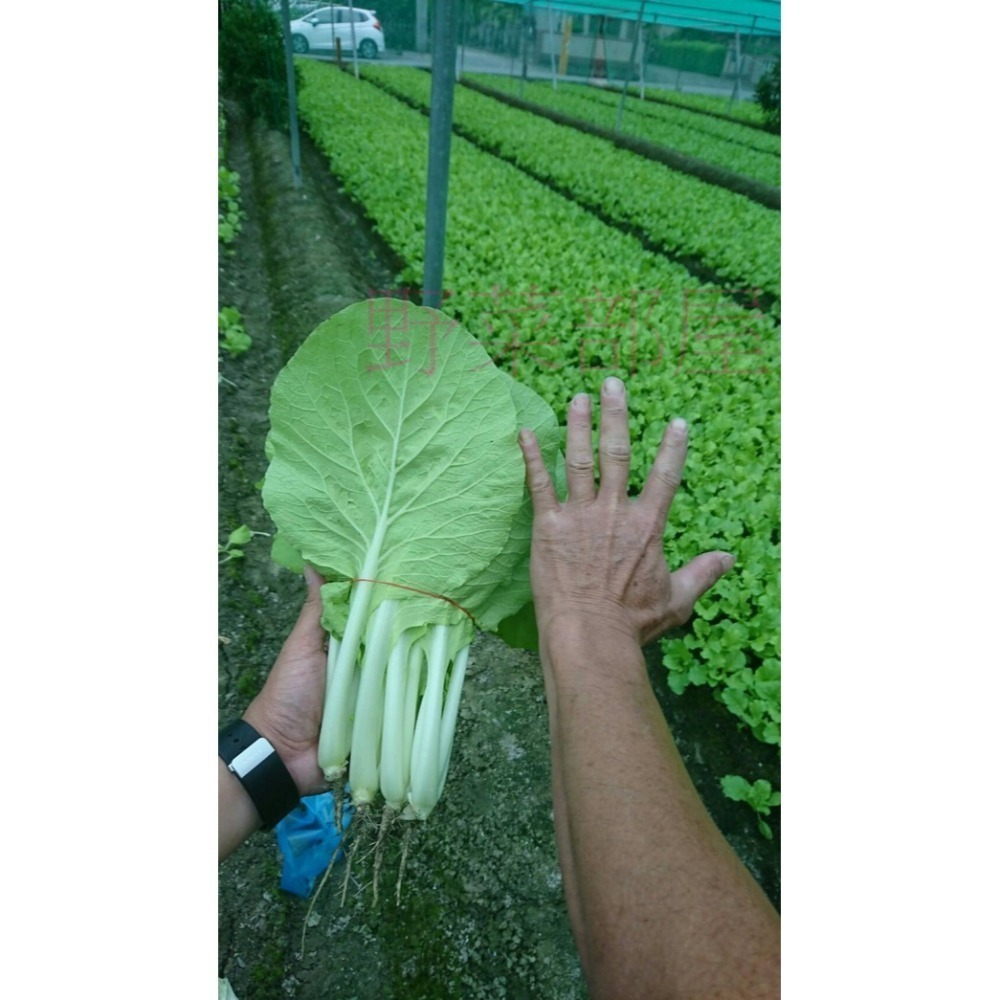 【萌田種子~】F34 時田48號小白菜種子3.4公克(約1000粒), 抗病 , 耐熱 , 耐雨~-細節圖5