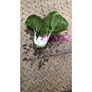 【萌田種子~】F39 農友奶油白菜種子1.35公克(約600粒) , 矮腳, 極熱門品種~-細節圖2