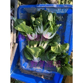 【萌田種子~】F39 農友奶油白菜種子1.35公克(約600粒) , 矮腳, 極熱門品種~-細節圖3