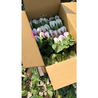 【萌田種子~】F39 農友奶油白菜種子1.35公克(約600粒) , 矮腳, 極熱門品種~-細節圖4