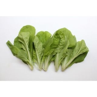 【萌田種子~】F41 好佳小白菜種子3.5公克(約1000粒),生長快,產量高,葉柄乳白肥厚~-細節圖2