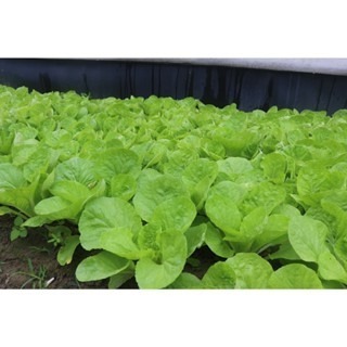 【萌田種子~】F41 好佳小白菜種子3.5公克(約1000粒),生長快,產量高,葉柄乳白肥厚~-細節圖3