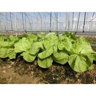 【萌田種子~】F41 好佳小白菜種子3.5公克(約1000粒),生長快,產量高,葉柄乳白肥厚~-細節圖4