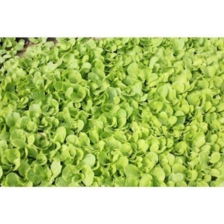 【萌田種子~】F41 好佳小白菜種子3.5公克(約1000粒),生長快,產量高,葉柄乳白肥厚~-細節圖5