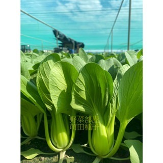 【萌田種子~】F43 祥青446青江菜種子2.3公克(約800粒) , 耐熱結球性佳 , 抗病性佳~-細節圖2