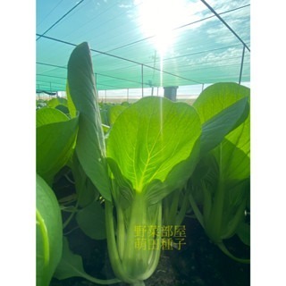 【萌田種子~】F43 祥青446青江菜種子2.3公克(約800粒) , 耐熱結球性佳 , 抗病性佳~-細節圖3