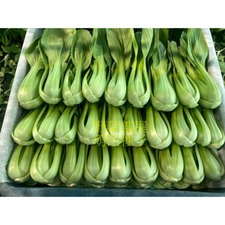 【萌田種子~】F43 祥青446青江菜種子2.3公克(約800粒) , 耐熱結球性佳 , 抗病性佳~-細節圖4