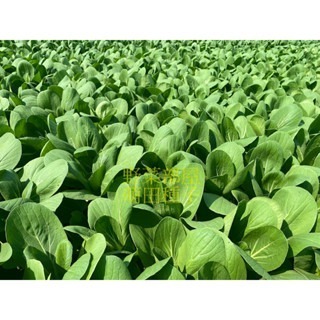 【萌田種子~】F43 祥青446青江菜種子2.3公克(約800粒) , 耐熱結球性佳 , 抗病性佳~-細節圖5