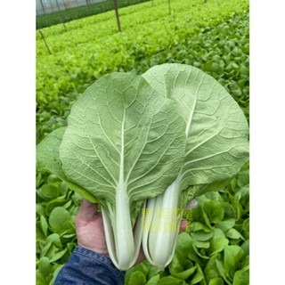 【萌田種子~】F44 勇綠510小白菜種子4公克(約1700粒) , 生長快 , 產量高~-細節圖2