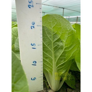 【萌田種子~】F44 勇綠510小白菜種子4公克(約1700粒) , 生長快 , 產量高~-細節圖3