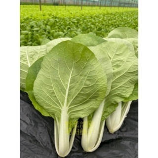 【萌田種子~】F44 勇綠510小白菜種子4公克(約1700粒) , 生長快 , 產量高~-細節圖4