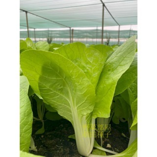 【萌田種子~】F44 勇綠510小白菜種子4公克(約1700粒) , 生長快 , 產量高~-細節圖5