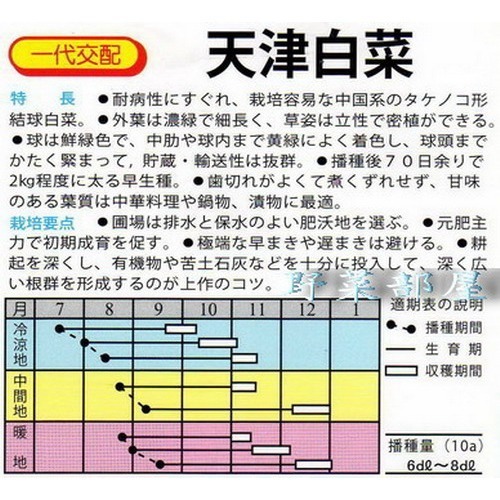 【萌田種子~】G02 日本天津白菜種子0.65公克(約200粒) , 長型竹筍白菜~-細節圖2
