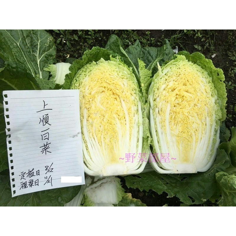 【萌田種子~】G07 日本上順白菜種子0.35公克(約130粒) , 做泡菜 , 酸白菜的第一選擇~-細節圖4