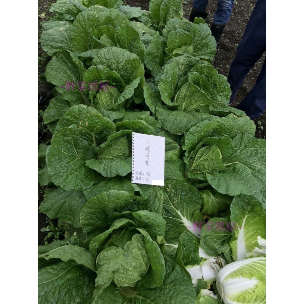 【萌田種子~】G07 日本上順白菜種子0.35公克(約130粒) , 做泡菜 , 酸白菜的第一選擇~-細節圖5