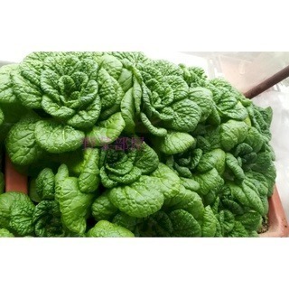 【萌田種子~】G09 小金捲白菜種子0.16公克(約60顆) ,紮實、有份量 ,好種植~-細節圖3