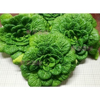 【萌田種子~】G09 小金捲白菜種子0.16公克(約60顆) ,紮實、有份量 ,好種植~-細節圖4