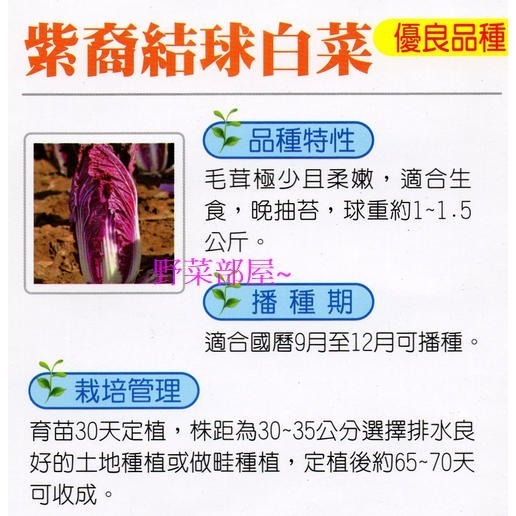 【萌田種子~】G12 紫裔結球白菜種子1顆 , 葉片柔嫩 , 適合生 , 晚抽苔~-細節圖2