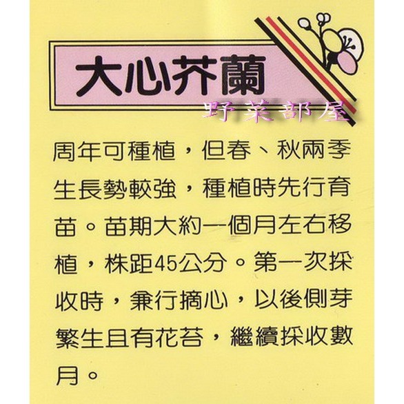 【萌田種子~】H02 黃花大心芥蘭種子8.4公克 (約2000粒), 葉片大且濃綠~-細節圖2