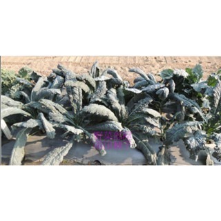 【萌田種子~】H09 恐龍芥藍種子5.6公克(約2000粒) , 葉肉厚且質感細嫩 , 味道濃郁~-細節圖2