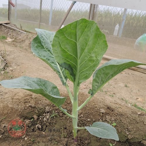 【萌田種子~】H17 雄獅芥蘭種子2.4公克(約500粒) ,日本進口 , 早熟 , 耐熱性強~-細節圖2