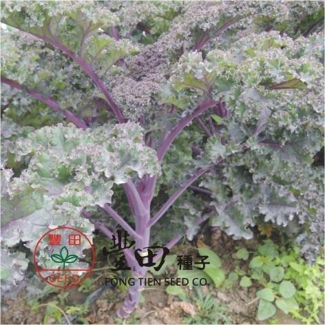 【萌田種子~】H27 紅珊瑚羽衣芥藍種子6粒 , 生長旺盛 , 葉質地柔軟~-細節圖2