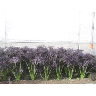 【萌田種子~】H31 鳳爪紅羽衣芥菜種子2.3公克(約1500粒) ,植株直立美觀 ,有獨特芥菜風味~-細節圖2