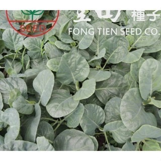 【萌田種子~】H32 帝寶芥藍種子1.5公克(約300粒) , 耐熱 , 耐病 , 生長強健~-細節圖2