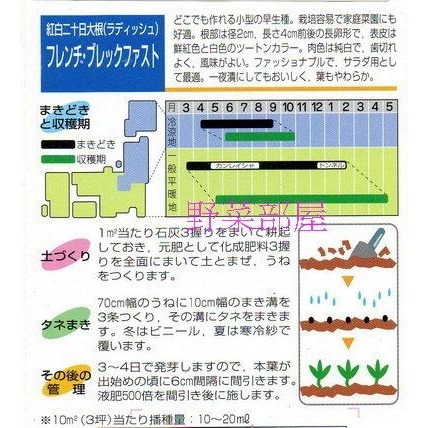 【萌田種子~】I18 紅白長型小蘿蔔種子1.3公克(約150粒) , 法國早餐蘿蔔~-細節圖2