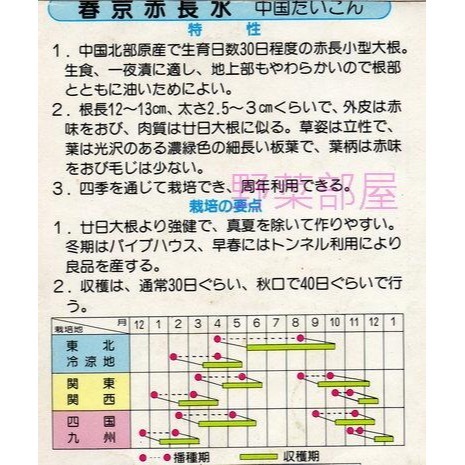 【萌田種子~】I19 赤長二十日大根種子1.7公克(約180粒) ,長12公分左右 ,收成快~-細節圖2