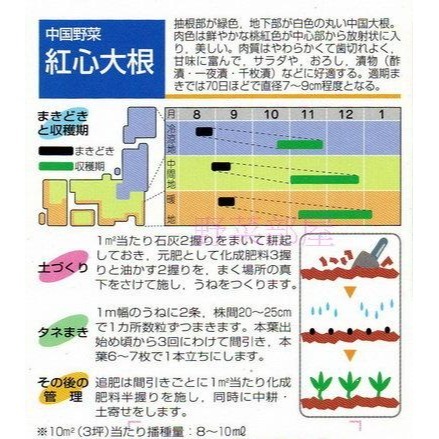 【萌田種子~】I22 紅心大根種子1.4公克(約100粒) , 很特別的蘿蔔 , 相當美味 ,紅芯大根~-細節圖2