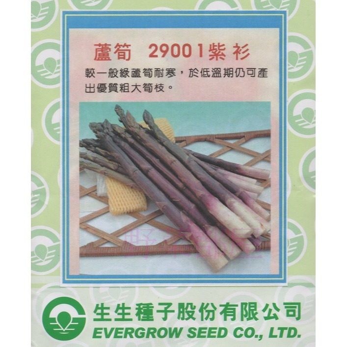 【萌田種子~】I47 紫衫紫蘆筍種子3粒 , 口感甜嫩 , 質地細緻~-細節圖2