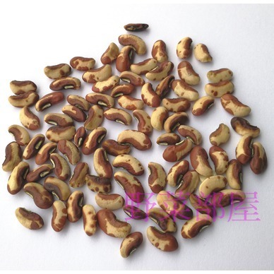 【萌田種子~】J25 紅花仁白格長菜豆種子6.5公克(約40粒) , 生長快速 , 質嫩好吃~-細節圖2