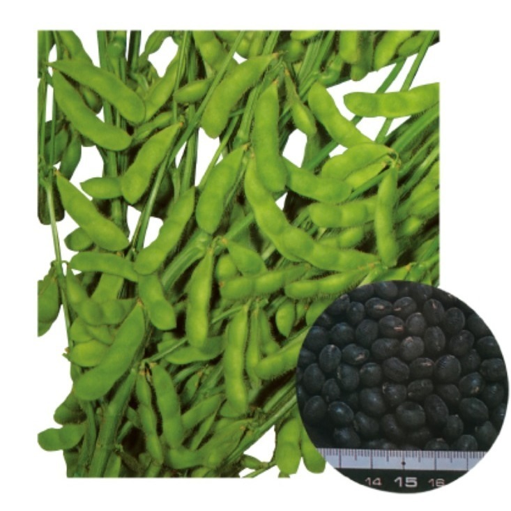 【萌田種子~】J27 黑寶毛豆種子15公克(約25粒) , 元氣聖品 , 營養高~-細節圖3
