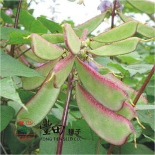 【萌田種子~】J28 紅邊紅花青皮鵲豆5公克(約17粒) ,俗稱扁豆或肉豆 ,性質強健 ,產量高~-細節圖2