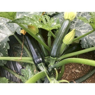 【萌田種子~】K12 抗病450夏南瓜種子2粒 450櫛瓜 櫛瓜 結果力強 抗病性佳 綠色櫛瓜~-細節圖3