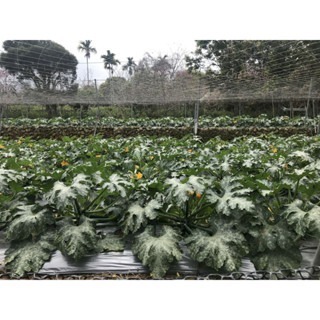 【萌田種子~】K12 抗病450夏南瓜種子2粒 450櫛瓜 櫛瓜 結果力強 抗病性佳 綠色櫛瓜~-細節圖4