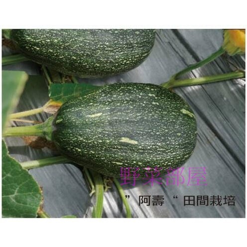 【萌田種子~】K17 阿壽木瓜型南瓜種子3粒 , 生長勢強 , 抗多種南瓜毒素病~-細節圖3