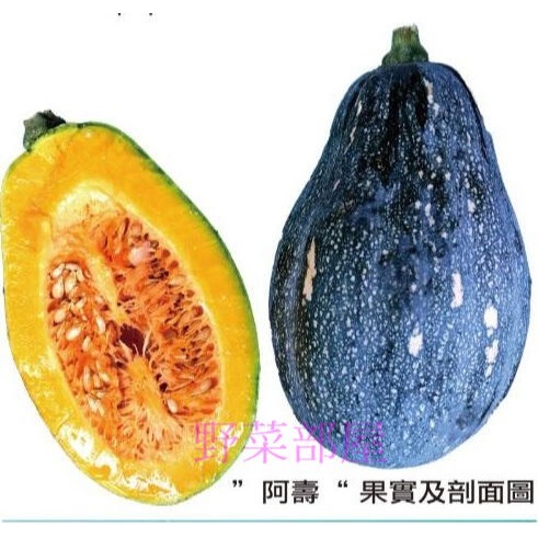 【萌田種子~】K17 阿壽木瓜型南瓜種子3粒 , 生長勢強 , 抗多種南瓜毒素病~-細節圖4
