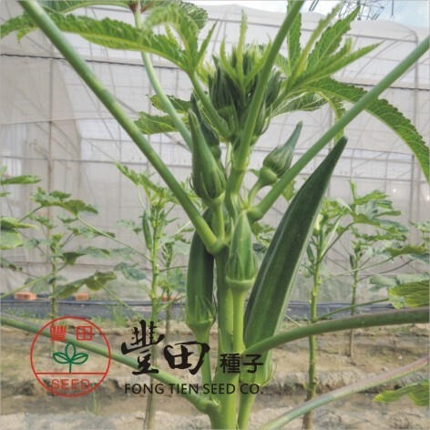 【萌田種子~】K20 綠美人秋葵種子7顆 , 彎曲果少 , 產量高 , 口味極佳~-細節圖2