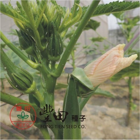 【萌田種子~】K20 綠美人秋葵種子7顆 , 彎曲果少 , 產量高 , 口味極佳~-細節圖3